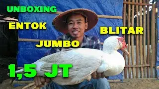 Unboxing Entok Jumbo Blitar 1,5 Juta