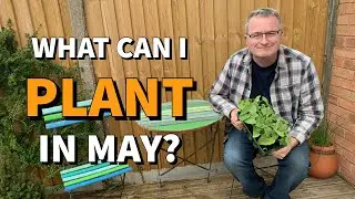 What can I plant in May? - What to grow in May