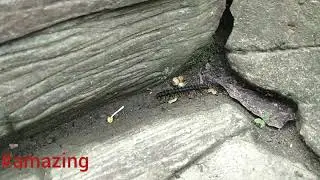 amazing Armoured Millipede