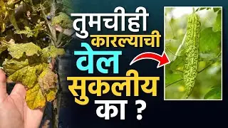 Balcony Gardening Tips in Marathi कारल्याची वेल सुकलीय का? | झटपट उपाय जाणून घ्या! 🌿| KP2