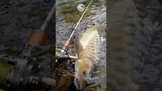 Memang Cantik Sekali Ikan Ini! Mancing Ikan Sultan Dengan Joran Stream Fishing 1-3lbs! 2025 #Shorts