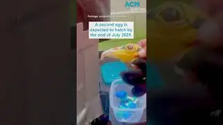 Zookeepers in Prague use a puppet to raise vulture chick
