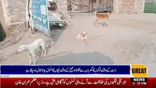 The number of stray dogs is increasing day by day It is impossible to increase the number stray dogs