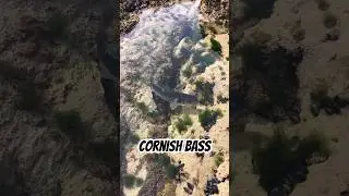 Giant Sea Bass Fishing in Cornwall!