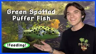🐡Green Spotted PUFFERFISH Feeding/ Tank Tour🎥
