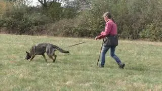 German Shepherd Tracking Training.