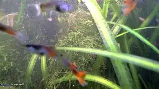 12 hours of the live stream from 8/27/2025 condensed into 1, no mid-roll ads