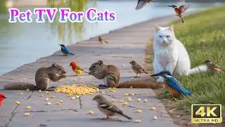 TV for Cats 8 Hours: Birds, Squirrels and Mice!  @PawsFeathersTV 110