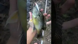MONSTER Green SUNFISH on A MINI JERKBAIT! #viralvideo #shorts #fyp #fish
