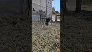 Sir William Has Joined the Flock at Three Bird Farm