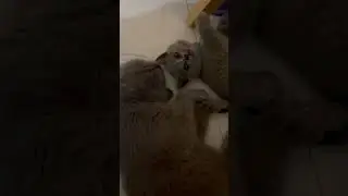Cat family bonding#shortsvideo #enjoylifesafely #cuteanimals #everyone #britishlonghaircat #