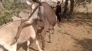 Donkey enjoying in jungle