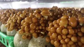 The Life Cycle of Slippery Jack Mushroom | Modern Agriculture and Harvest of Slippery Jack Mushroom