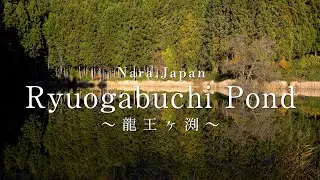 【奈良の絶景】水鏡に映る龍王ヶ渕の紅葉：Ryuogabuchi pond at Uda city in Autumn