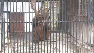 Богатырская сила мишки косолапого. Ржач. Такого в цирке не увидишь ))
