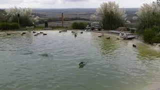 Rockhopper penguins and eider ducks (for animal behaviour practical)