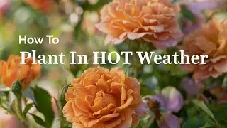 How to Plant in Hot Weather