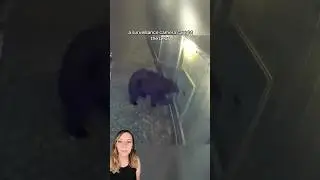 Bear gets his own 