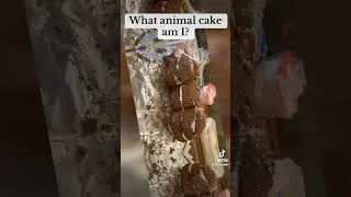 WHAT ANIMAL CAKE AM I?