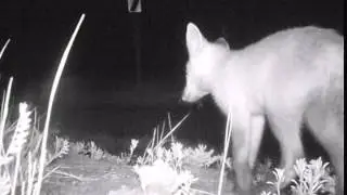 June7 2014 fox time lapse
