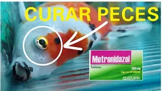 METRODINAZOL, EL MEDICAMENTO OLVIDADO QUE CURA TODAS LAS ENFERMEDADES DE LOS PECES