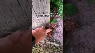 Could you guess which pine cone doesn&rsquo;t fit in with the others? 👀
