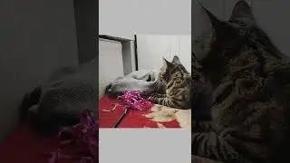 Funny cat video 16/Coś zajęło mi miejsce