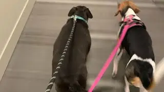 Walking a 75 pounds Pitbull and 50 pounds Beagle Mix