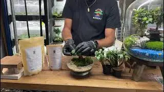 Miyagi Bonsai Terrarium Kit Tutorial