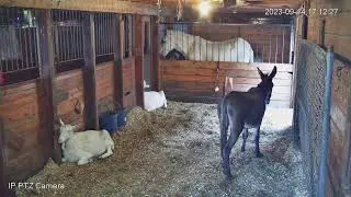 EquineRescueNetwork Live Stream