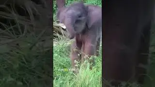 Baby elephant tries to use his trunk #elephant #wildlife #animals