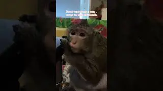 грустненько 😢 пон. напиши мне ахахах 😂 #mankey #брадок