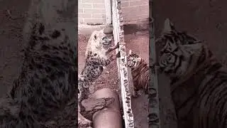 Big Cat Attack #baby #comedy #cutebaby #funny #animals #beats #fypシ゚viral #memes #viral #jokes #fypシ
