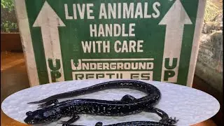 Unboxing Slimy Salamanders from Underground Reptiles!!