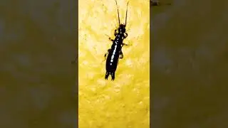 Insects Sound
