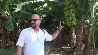 Tour guide of a banana plantation in Alanya Turkey