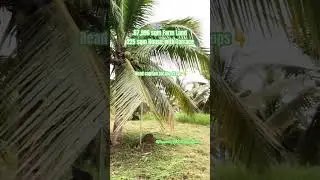 67,996 sqm Farm Land with 225 sqm Spacious House with Terrace in Bit-os, Butuan City, Philippines