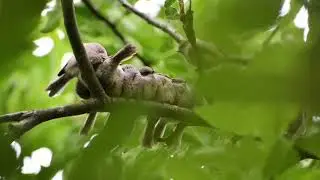 Fledgling Bushtits on a Branch
