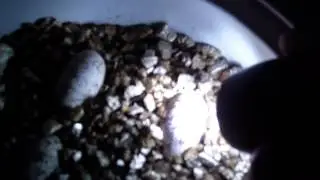 Leopard Gecko Eggs Update and Candeling