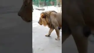 indian animal and lion #music