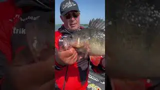 Opening predator fishing season 2023, the Netherlands | pike | perch | zander