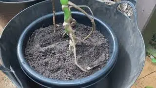 Repotting Monstera Aerial Roots