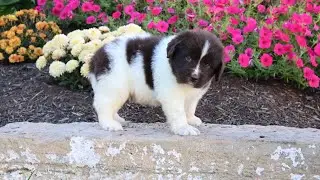 Lefty,Newfi puppy