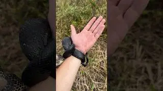Wild Black Ratsnake Constricts My Arm!