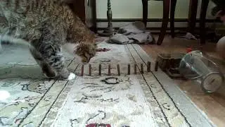 Cat completes awesome trick shot!