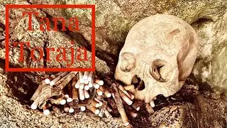 Tana Toraja | Rambu Solo &bull; Ma&rsquo;nene &bull; Baby Grave Tree &bull; Mummy |