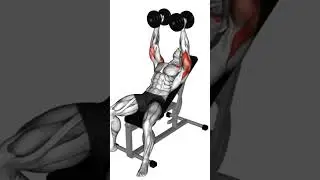 DIESE BRUST &Uuml;BUNGEN BRAUCHT JEDER TRAININGSPLAN  #muskelaufbautipps #trainingstipps #trainingsplan