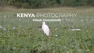 📸 Kenya Jungle Safari through My Lens | Wildlife, Birds & Untamed Nature 🌿🦓