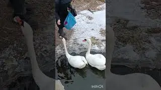 Причалили подкрепиться.