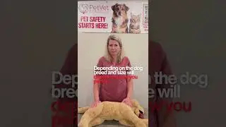 Pet CPR Demo with Dr. Leah Hill, DVM 🐾